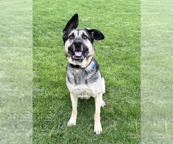 Medium Photo #1 German Shepherd Dog-Unknown Mix Puppy For Sale in Aurora, IN, USA