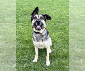 German Shepherd Dog-Unknown Mix Dogs for adoption in Aurora, IN, USA