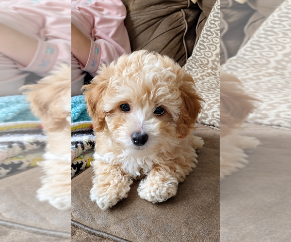 Medium Photo #2 Poodle (Miniature) Puppy For Sale in CLARE, MI, USA