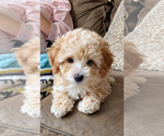 Biscuit - Male Poodle (Miniature) Puppy for Sale - Photo #2