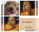 Small Photo #7 Golden Retriever Puppy For Sale in HARRIMAN, TN, USA