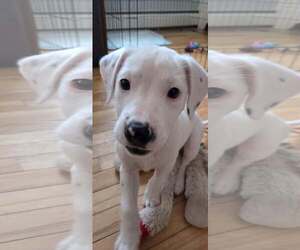 Mutt Dogs for adoption in pomfret, CT, USA