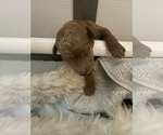 Small Photo #13 Goldendoodle Puppy For Sale in DALLAS, TX, USA