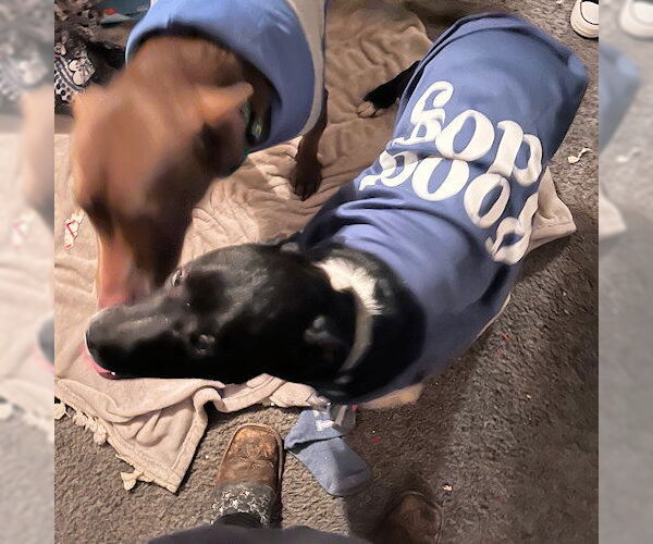 Medium Photo #4 Labrador Retriever-Unknown Mix Puppy For Sale in Rutherfordton, NC, USA