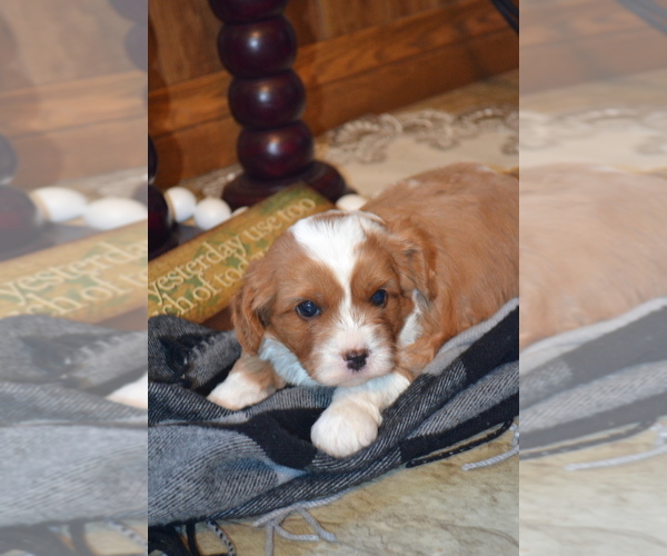 Medium Photo #19 Cavapoo (Miniature) Puppy For Sale in GREENWOOD, WI, USA