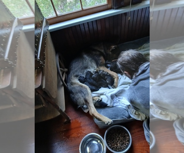Medium Photo #2 German Shepherd Dog Puppy For Sale in WILLIAMSBURG, VA, USA