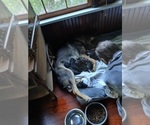 Small #1 German Shepherd Dog