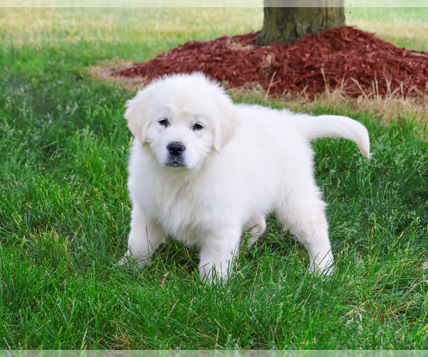 Medium Photo #5 Golden Retriever Puppy For Sale in SYRACUSE, IN, USA