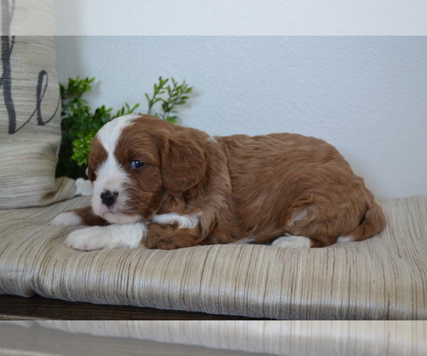 Medium Photo #7 Cavapoo (Toy) Puppy For Sale in GREENWOOD, WI, USA