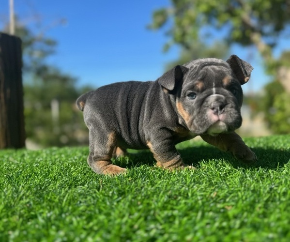 Medium Photo #2 English Bulldog Puppy For Sale in LOS ANGELES, CA, USA