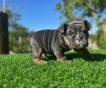 Small #1 English Bulldog