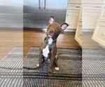 Small Photo #5 American Staffordshire Terrier-Unknown Mix Puppy For Sale in Arlington, VA, USA
