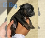 Small Photo #11 American Bully Puppy For Sale in VACAVILLE, CA, USA
