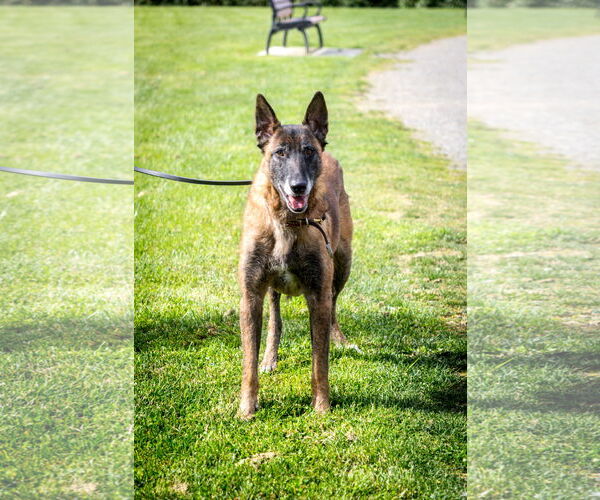 Medium Photo #6 Mutt Puppy For Sale in Seattle, WA, USA