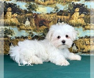 Maltese Puppy for sale in WINNSBORO, LA, USA