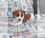 Small Photo #3 Jack Russell Terrier Puppy For Sale in LAWRENCE TOWNSHIP, NJ, USA