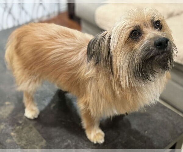 Medium Photo #2 Skye Terrier-Unknown Mix Puppy For Sale in Corona, CA, USA