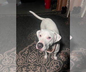 Mutt Dogs for adoption in MIDWAY, UT, USA