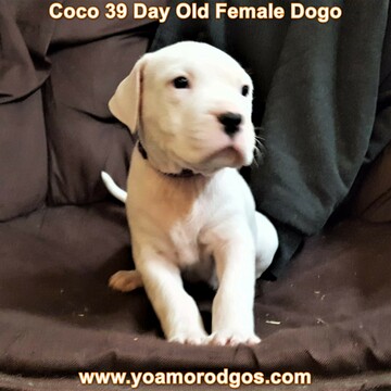 Medium Photo #101 Dogo Argentino Puppy For Sale in JANE, MO, USA
