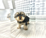 Small Photo #4 Yorkshire Terrier Puppy For Sale in MARIETTA, GA, USA