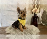 Trey - Male Yorkshire Terrier Puppy for Sale - Photo #2