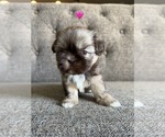 Puppy Puppy 2 Shih Tzu