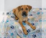 Small #1 Bull-Boxer