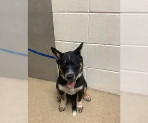 Mutt Dogs for adoption in Oak Bluffs, MA, USA