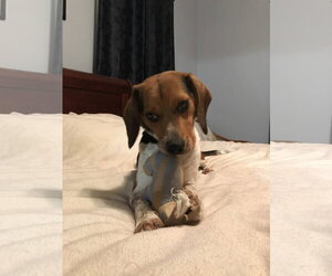 Benny - Male Beagle Dog for Adoption - Photo #8