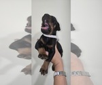 Puppy White collar Doberman Pinscher