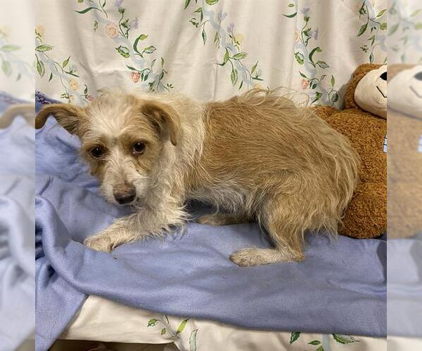Medium Photo #1 Norwich Terrier Puppy For Sale in Modesto, CA, USA