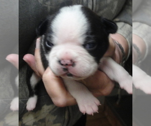 Boston Terrier Puppy for sale in CRKD RVR RNCH, OR, USA