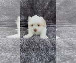 Puppy Puppy 1 Maltese