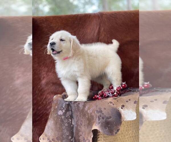 Medium Photo #7 English Cream Golden Retriever Puppy For Sale in WESLEY CHAPEL, FL, USA