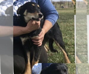 Golden Retriever-Unknown Mix Dogs for adoption in Rockaway, NJ, USA