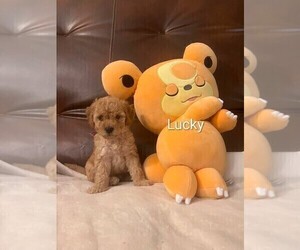 Medium Poodle (Miniature)