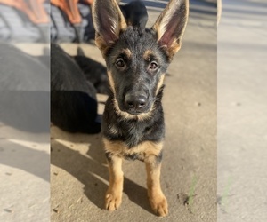 German Shepherd Dog Puppy for sale in GLENDALE, WI, USA