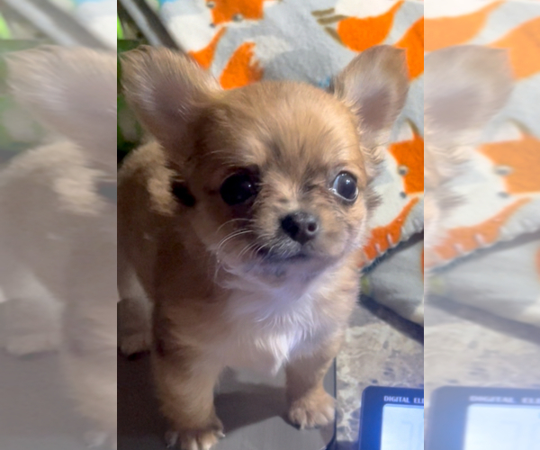 Medium Photo #25 Chihuahua Puppy For Sale in ADAMSVILLE, TN, USA