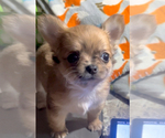 Small #24 Chihuahua