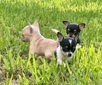 Baby Girl - Female Chihuahua Puppy for Sale - Photo #10
