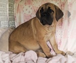 Abby - Female Cane Corso Puppy for Sale - Photo #4