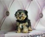 Small Photo #3 Morkie Puppy For Sale in WARSAW, IN, USA