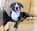 Small #1 Retriever  Mix