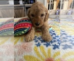 Puppy Teal Goldendoodle (Miniature)