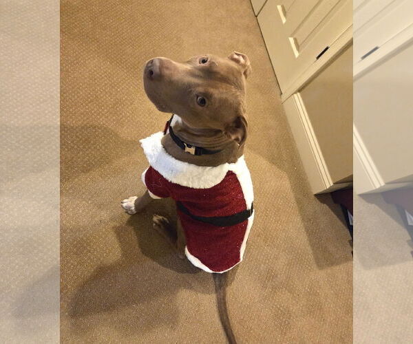 Medium Photo #4 Mutt Puppy For Sale in Rockville, MD, USA