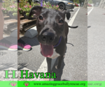 Small #9 Labrador Retriever Mix