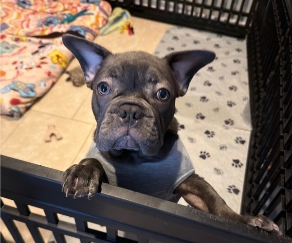 Medium Photo #2 French Bulldog Puppy For Sale in VALRICO, FL, USA