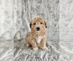 Small Photo #5 Bichpoo Puppy For Sale in GREENWOOD, WI, USA