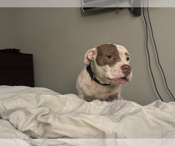 Medium Photo #3 American Pit Bull Terrier-Bull Terrier Mix Puppy For Sale in Holly Springs, NC, USA