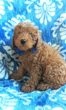 Medium Photo #2 Goldendoodle Puppy For Sale in EDEN, PA, USA